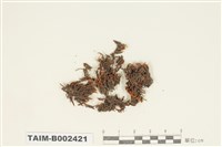 藏品(砂苔屬)的圖片